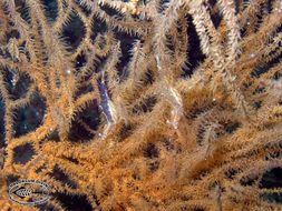 Image of translucent gorgonian shrimp