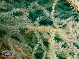 Image of translucent gorgonian shrimp