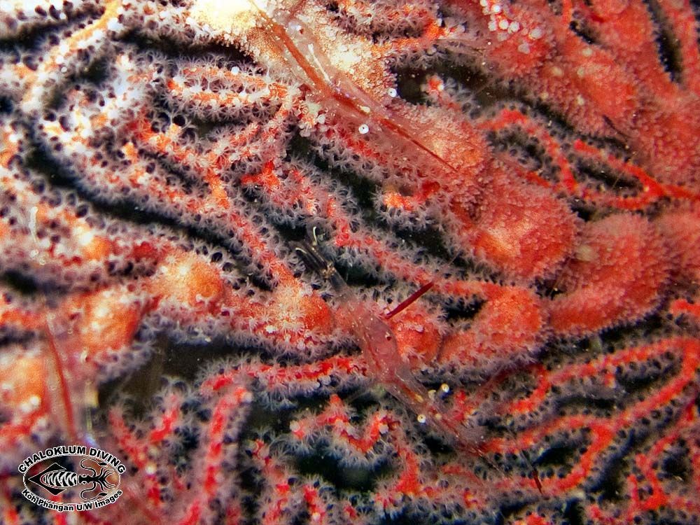 Image of translucent gorgonian shrimp