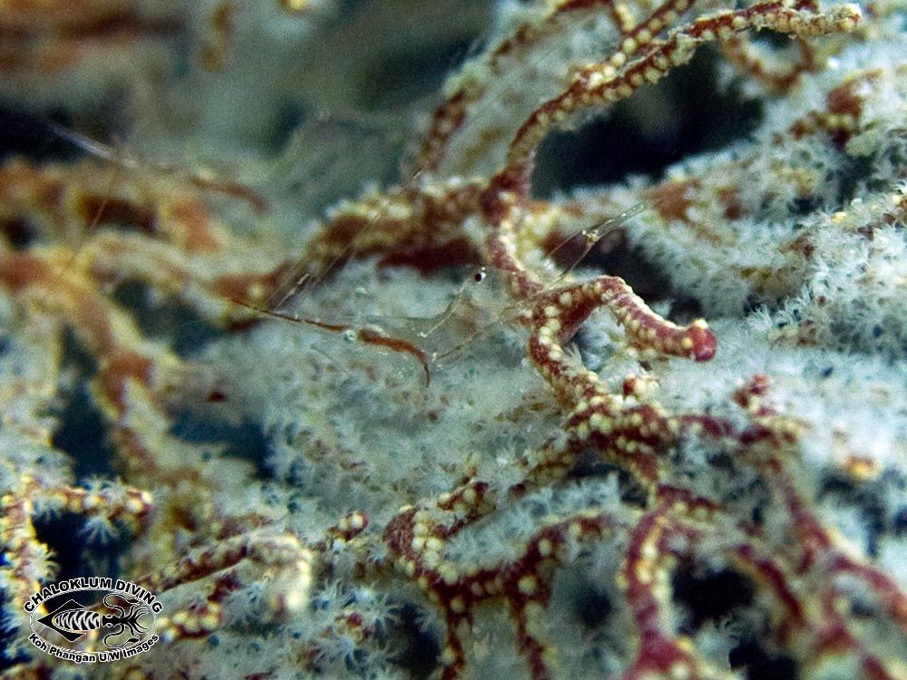 Image of translucent gorgonian shrimp