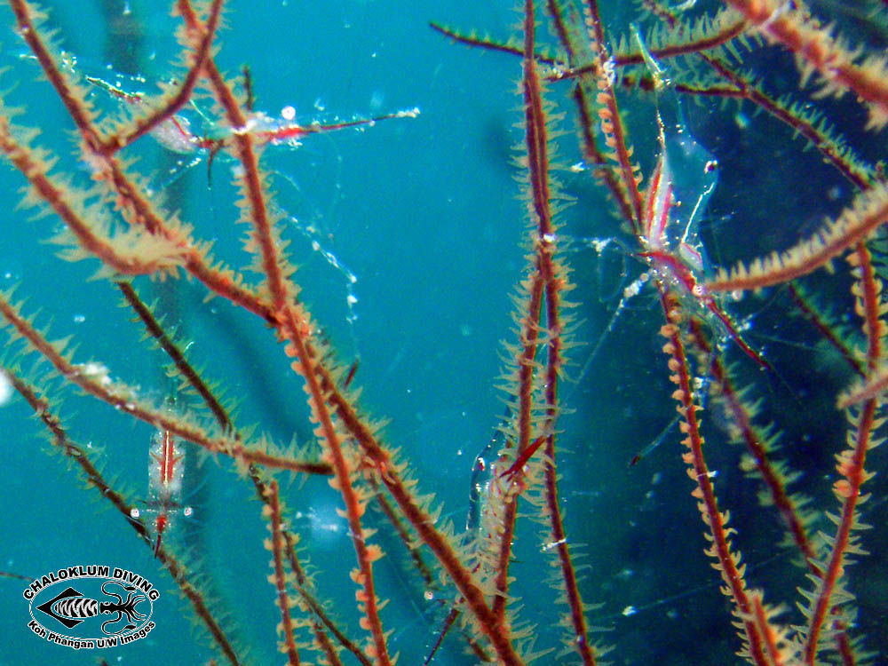 Image of translucent gorgonian shrimp