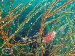 Image of translucent gorgonian shrimp