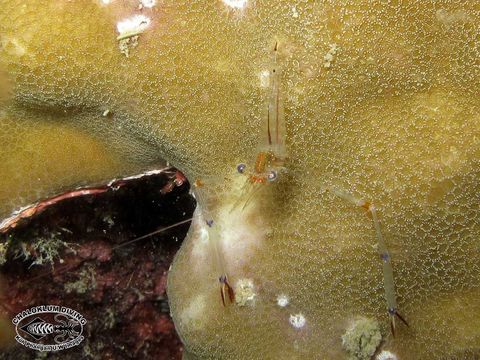 Image of Glass shrimp