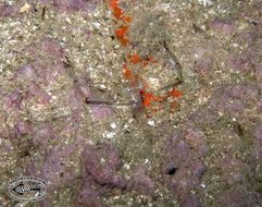 Image of Coral glass shrimp