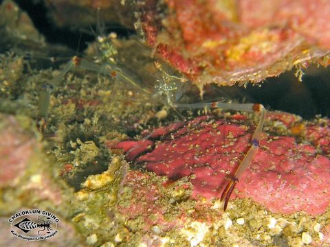 Image of Glass shrimp