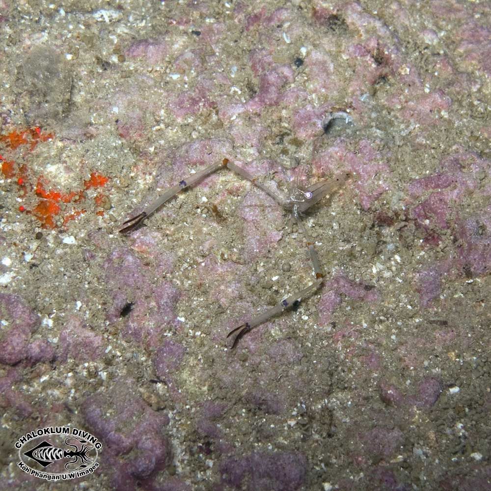 Image of Coral glass shrimp