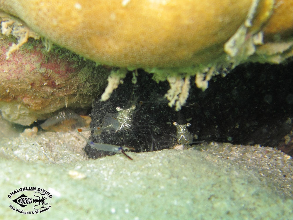 Image of Coral glass shrimp