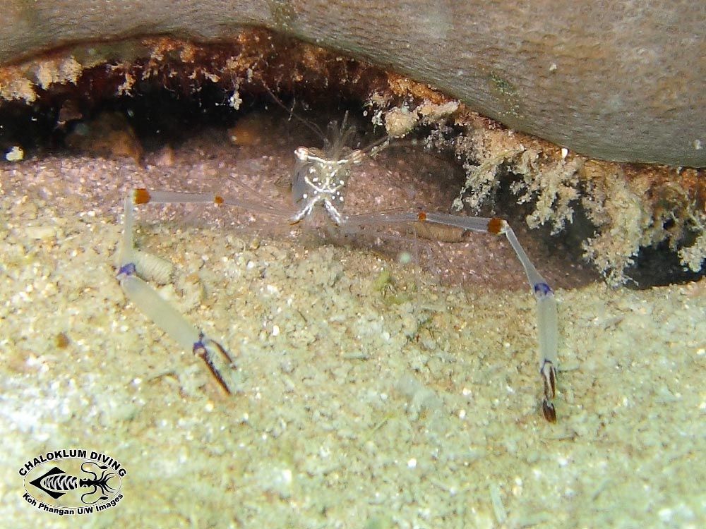 Image of Coral glass shrimp