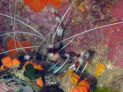 Image of Banded Coral Shrimp