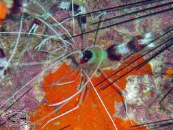 Image of Banded Coral Shrimp