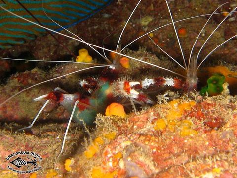 Image of Banded Coral Shrimp