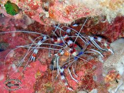 Image of Banded Coral Shrimp