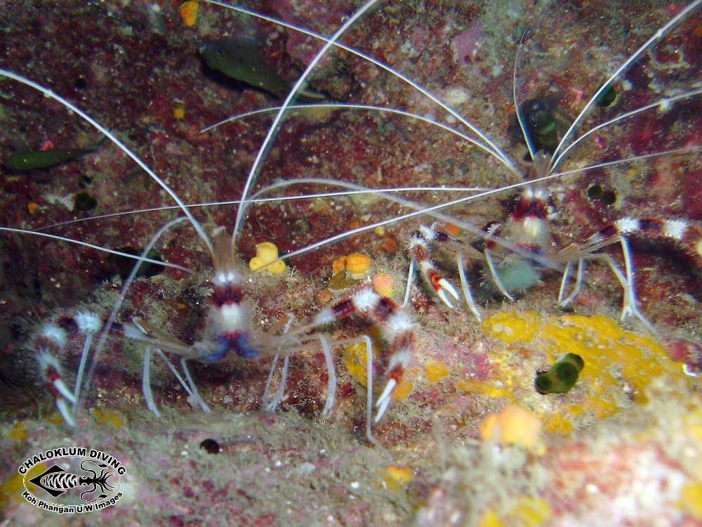 Image of Banded Coral Shrimp