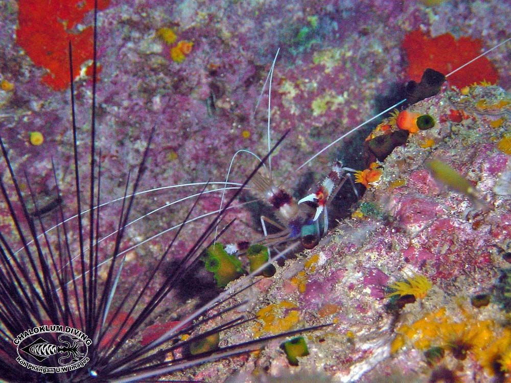 Image of Banded Coral Shrimp