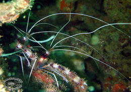 Image of Banded Coral Shrimp