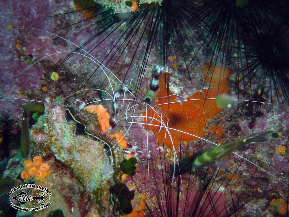 Image of Banded Coral Shrimp