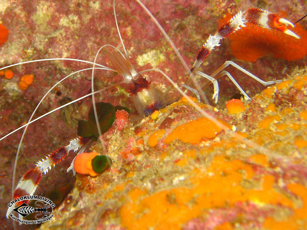 Image of Banded Coral Shrimp