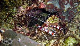 Image of Banded Coral Shrimp