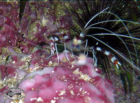 Image of Banded Coral Shrimp