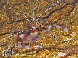 Image of Banded Coral Shrimp