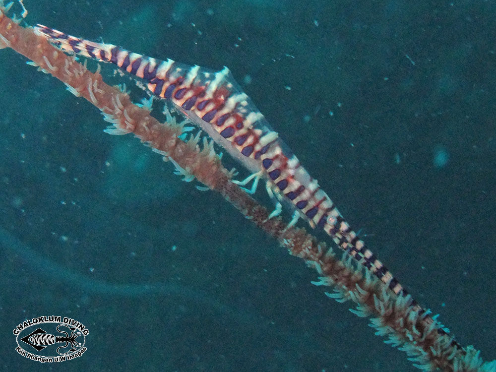 Image of Barred arrow shrimp