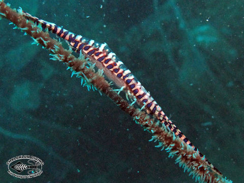 Image of Barred arrow shrimp