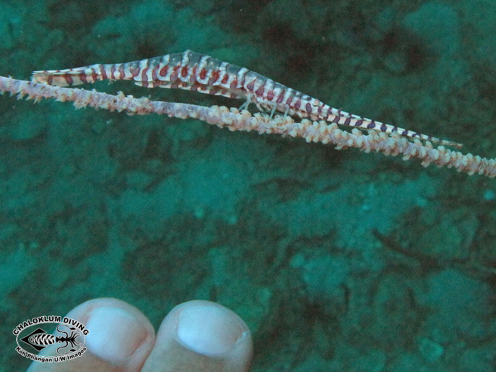 Image of Barred arrow shrimp