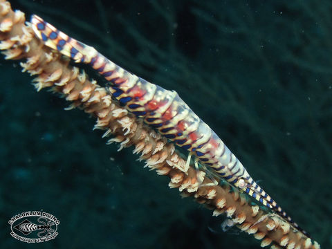 Image of Barred arrow shrimp