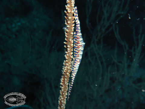 Image of Barred arrow shrimp