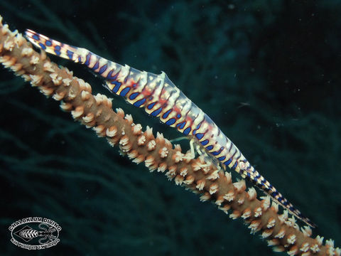 Image of Barred arrow shrimp