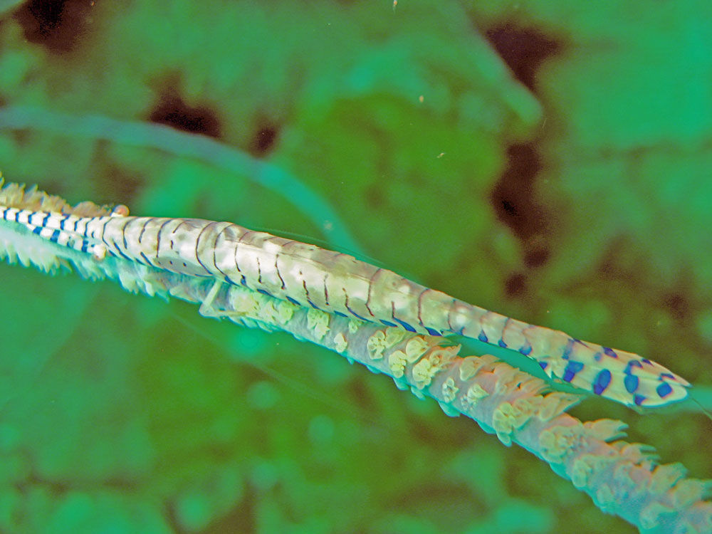 Image of Barred arrow shrimp