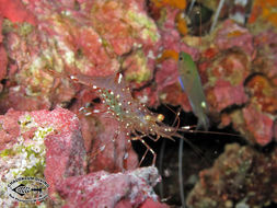 Image of clear cleaner shrimp