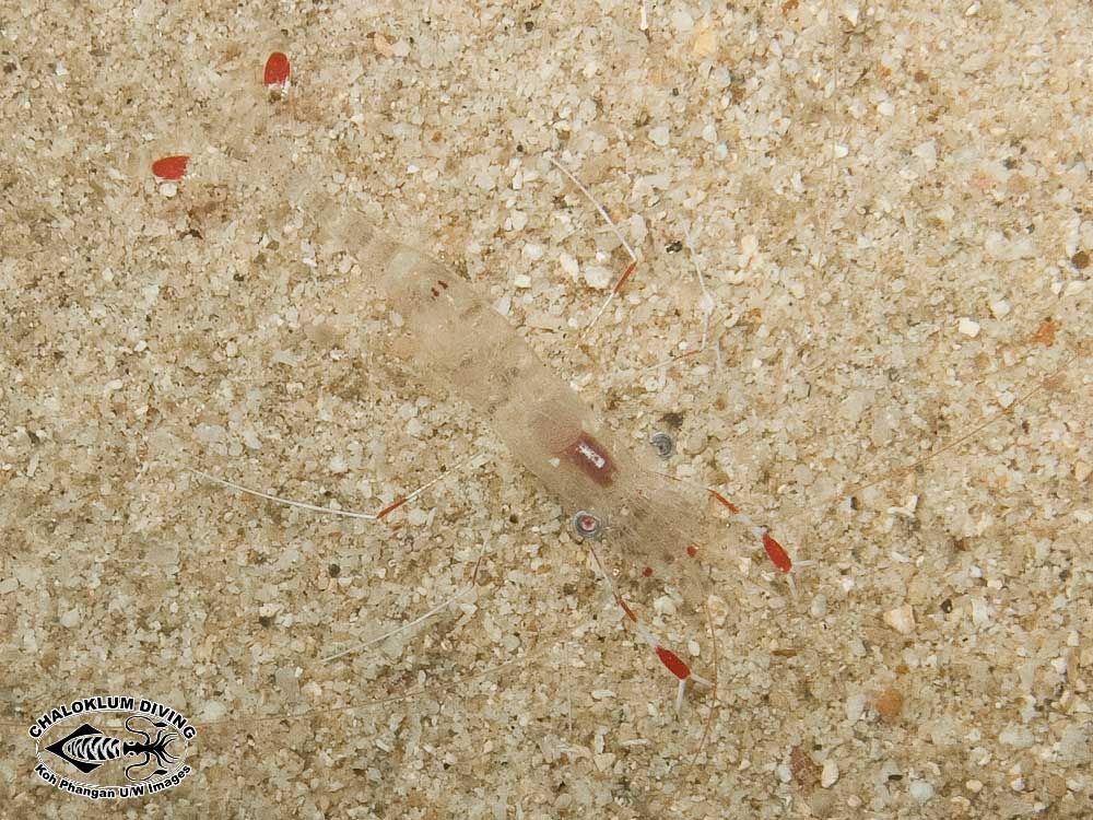 Image of clear cleaner shrimp