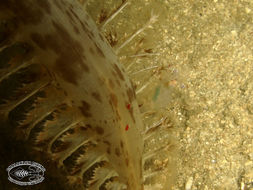 Image of clear cleaner shrimp