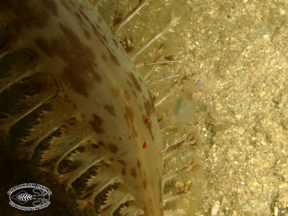 Image of clear cleaner shrimp