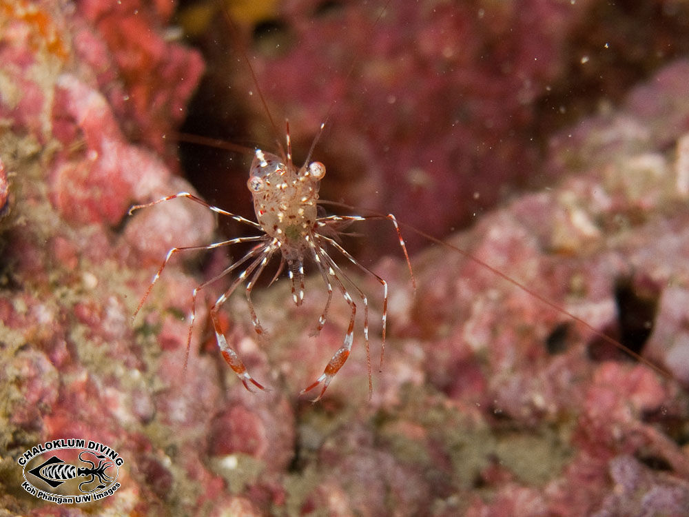 Image of clear cleaner shrimp