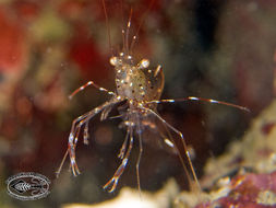 Image of clear cleaner shrimp