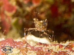 Image of clear cleaner shrimp