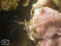 Image of clear cleaner shrimp