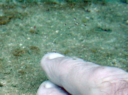 Image of clear cleaner shrimp