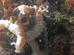 Image of sea spiders