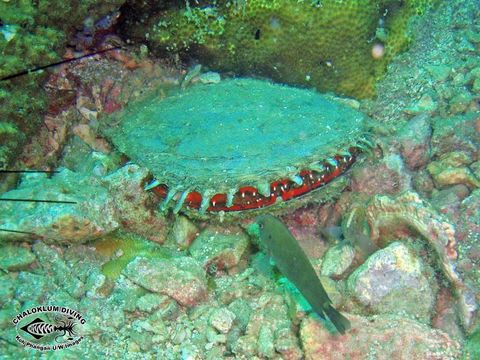 Image of Black-lip pearl oyster