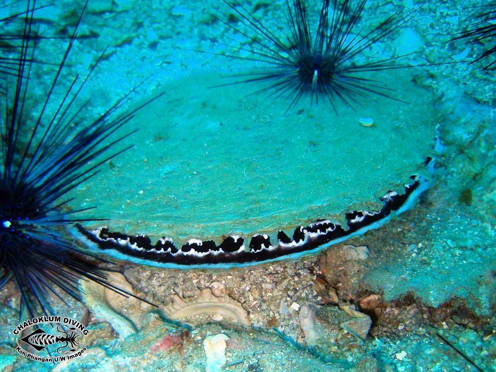 Image of Black-lip pearl oyster