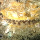 Spondylus nicobaricus Schreibers 1793 resmi