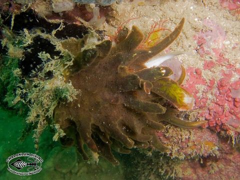 Image of Spondylus crassisquama Lamarck 1819