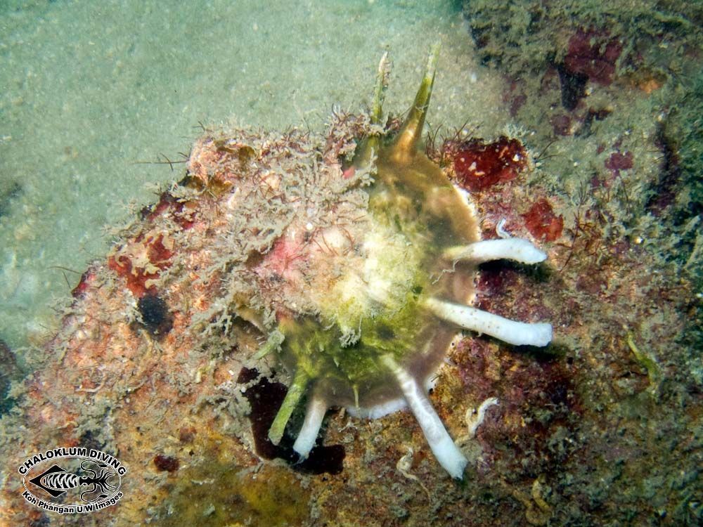 Image of Thorny oyster