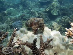 Image of Broadclub Cuttlefish