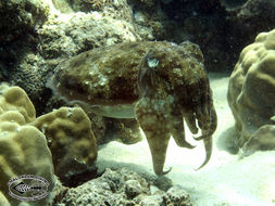 Image of Broadclub Cuttlefish