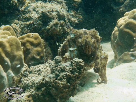 Image of Broadclub Cuttlefish