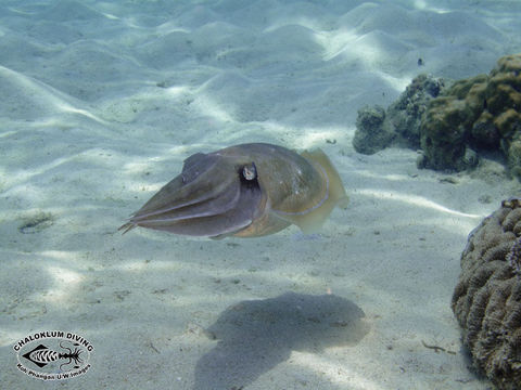 Image of Broadclub Cuttlefish